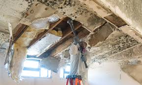 Best Commercial Mold Inspection  in Merryville, LA